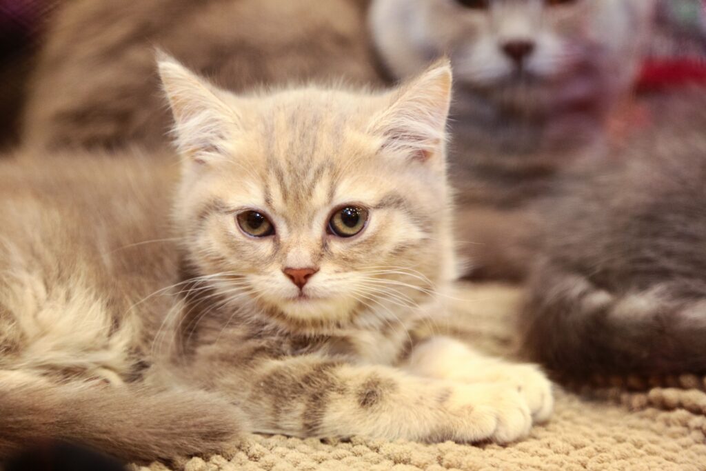 British Shorthair Kitten for Sale | Complete Buyer's Guide, Prices & Care Tips 7 British Shorthair Kitten for Sale