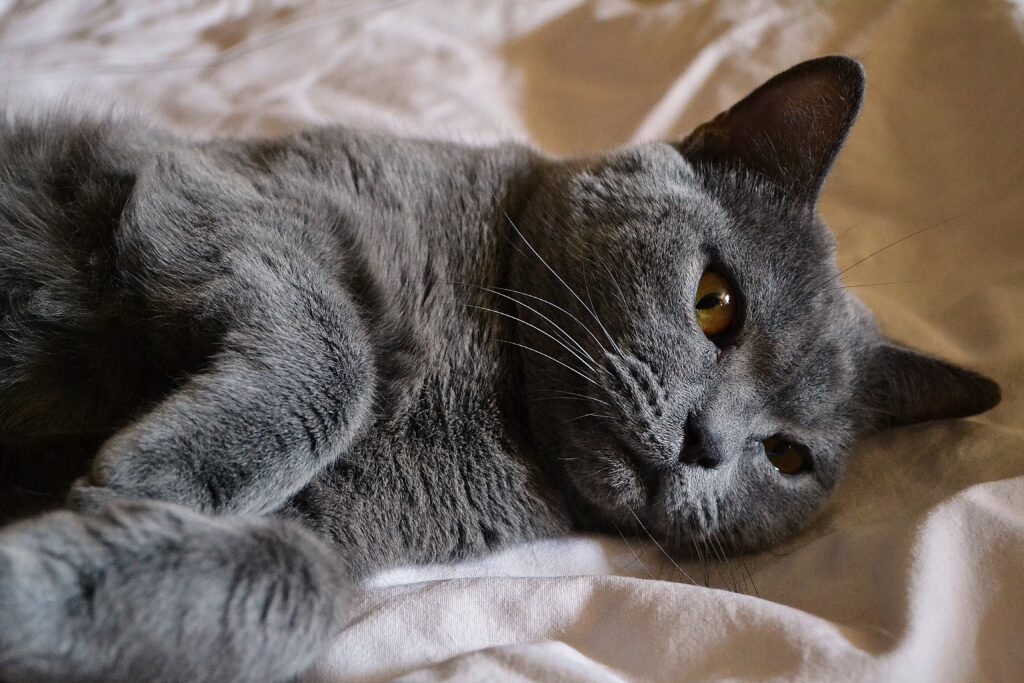British Shorthair Cat Kitten