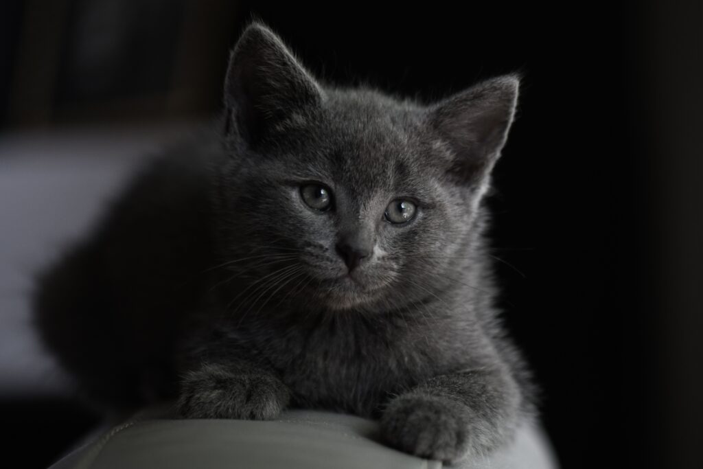 british shorthair kitten for sale​