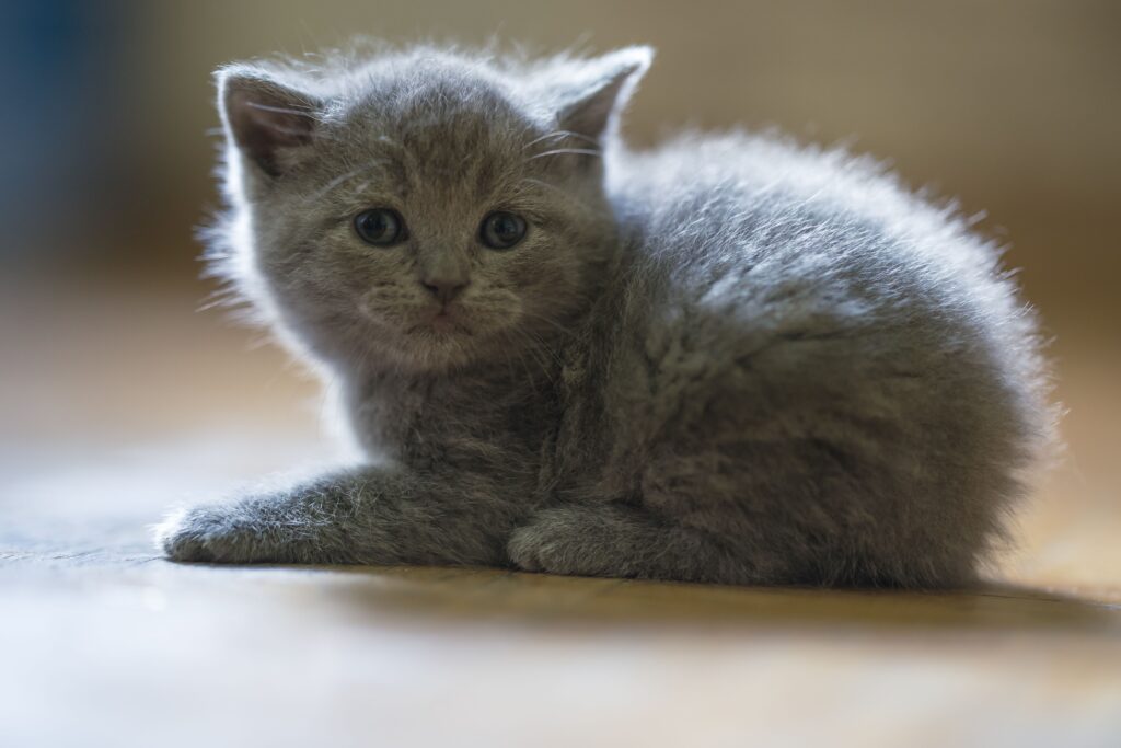 British Shorthair Kitten for Sale | Complete Buyer's Guide, Prices & Care Tips 9 British Shorthair Kitten for Sale