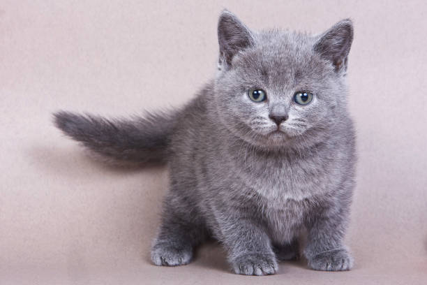 British Shorthair Kitten for Sale | Complete Buyer's Guide, Prices & Care Tips 5 British Shorthair Kitten for Sale
