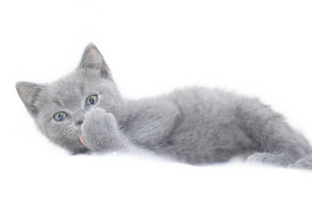 British Shorthair Kitten for Sale | Complete Buyer's Guide, Prices & Care Tips 8 British Shorthair Kitten for Sale