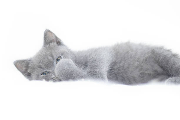 British Shorthair Kitten for Sale | Complete Buyer's Guide, Prices & Care Tips 4 british shorthair kitten for sale