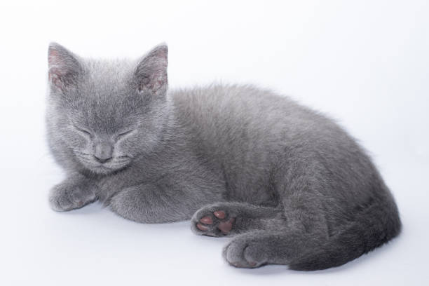 British Shorthair Kitten for Sale | Complete Buyer's Guide, Prices & Care Tips 3 british shorthair kitten for sale