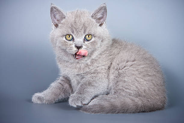 British Shorthair Kitten for Sale | Complete Buyer's Guide, Prices & Care Tips 11 British Shorthair Kitten for Sale