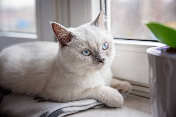 British Shorthair Kitten with Blue Eyes 11