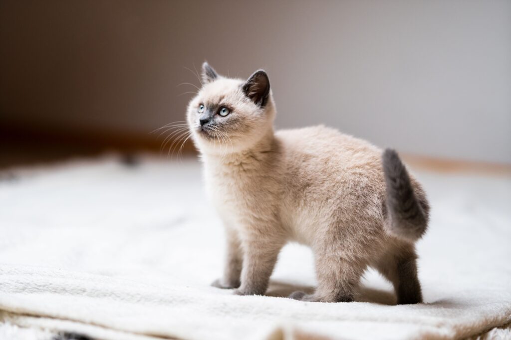 British Shorthair Kitten with Blue Eyes: The Complete Guide to This Stunning Feline Companion 3 British Shorthair Kitten with Blue Eyes