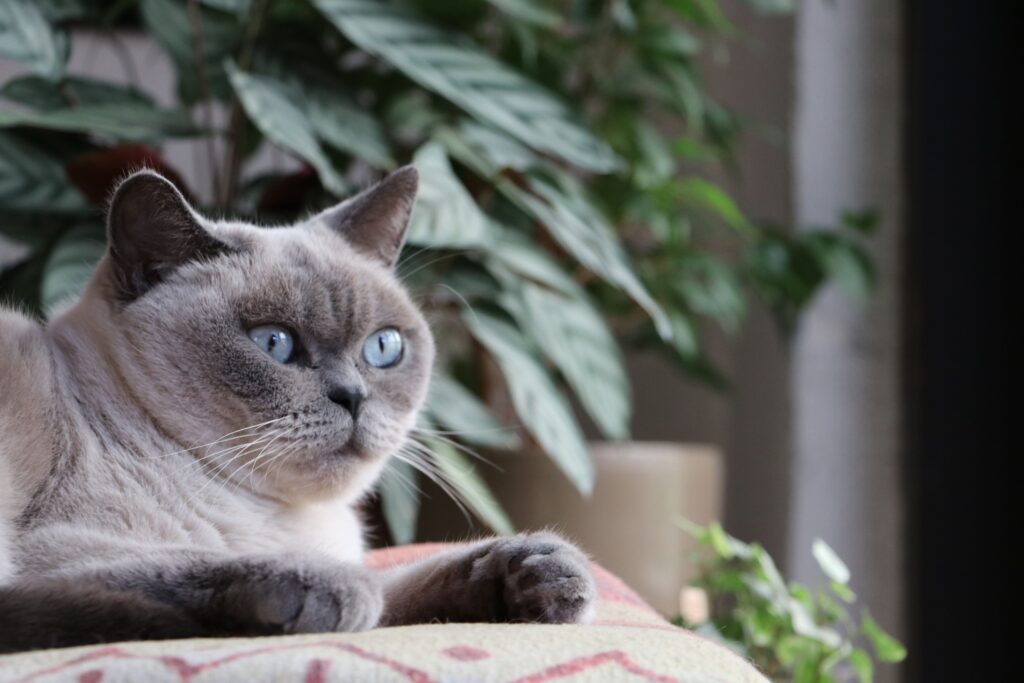 British Shorthair Kitten with Blue Eyes: The Complete Guide to This Stunning Feline Companion 4 British Shorthair Kitten with Blue Eyes