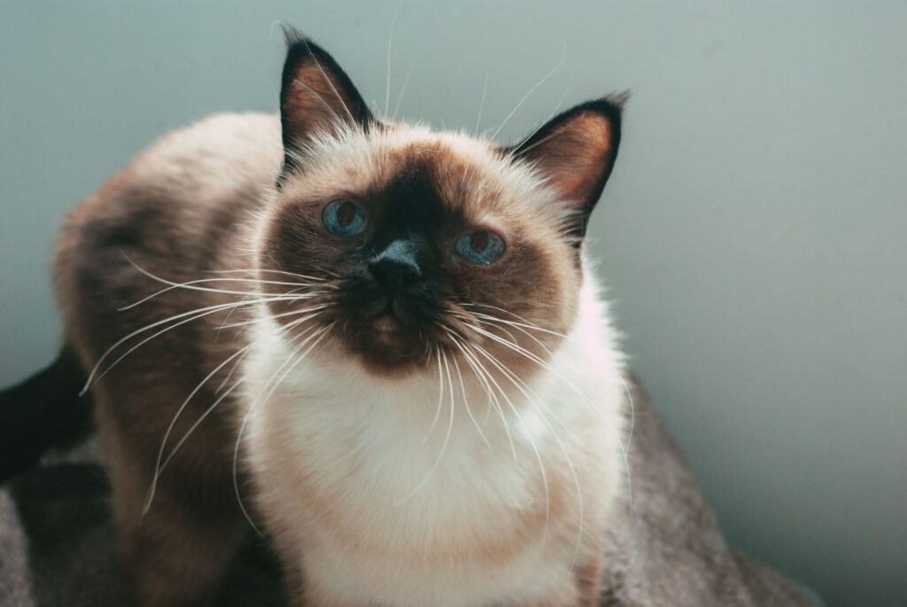 British Shorthair Kitten with Blue Eyes: The Complete Guide to This Stunning Feline Companion 6 British Shorthair Kitten with Blue Eyes