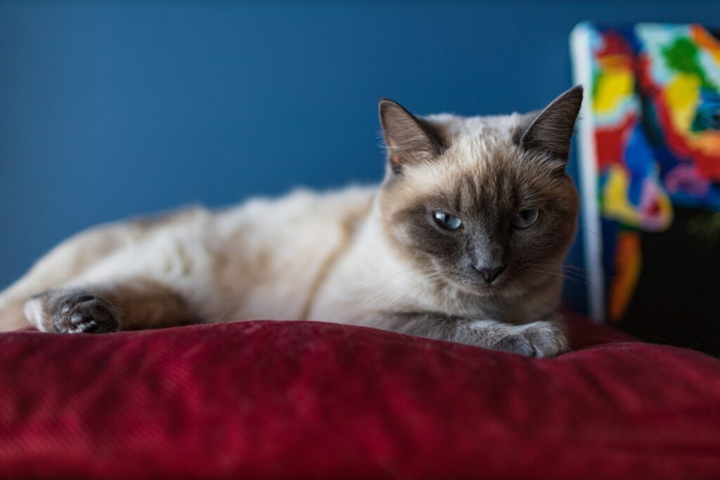 British Shorthair Kitten with Blue Eyes: The Complete Guide to This Stunning Feline Companion 7 British Shorthair Kitten with Blue Eyes