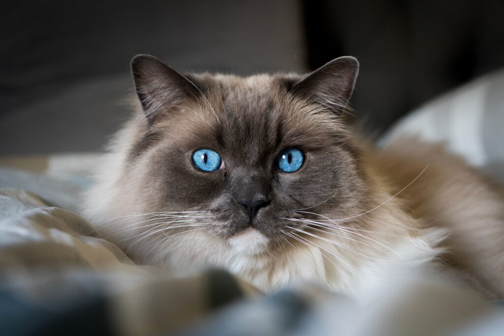 British Shorthair Kitten with Blue Eyes: The Complete Guide to This Stunning Feline Companion 8 British Shorthair Kitten with Blue Eyes