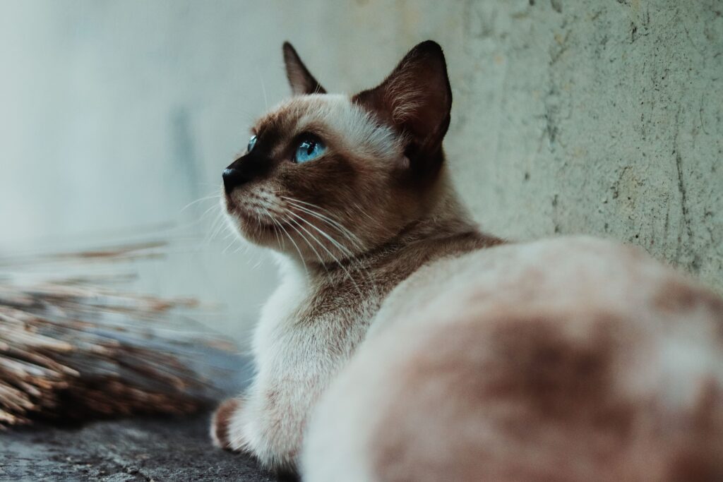 British Shorthair Kitten with Blue Eyes: The Complete Guide to This Stunning Feline Companion 9 British Shorthair Kitten with Blue Eyes