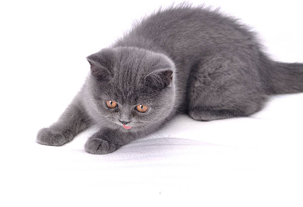 American Shorthair vs British Shorthair: Complete Breed Comparison 4 Brown British Shorthair Kitten