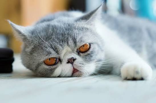 Ultimate Guide to Choosing the Right Exotic Shorthair Breeder 7 Buy Exotic Shorthair Kitten