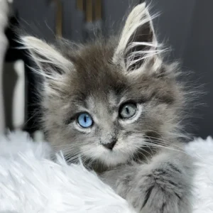 calvin, purebred british shorthair male kitten