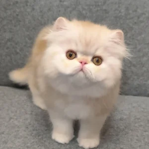 charles, purebred persian male kitten