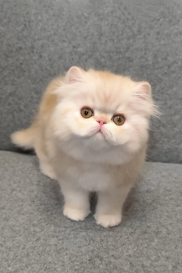 Charles, Purebred Persian Male Kitten 1 charles, purebred persian male kitten
