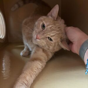 Charlie, Purebred American Shorthair Female Kitten