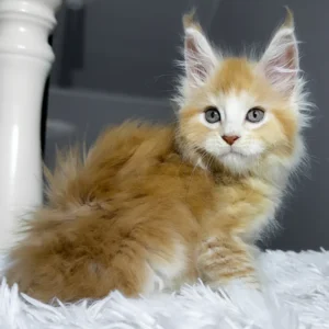 cheesy, purebred british shorthair male kitten