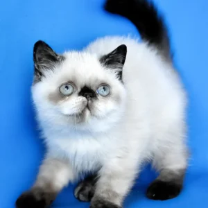 cherie, purebred exotic shorthair female kitten