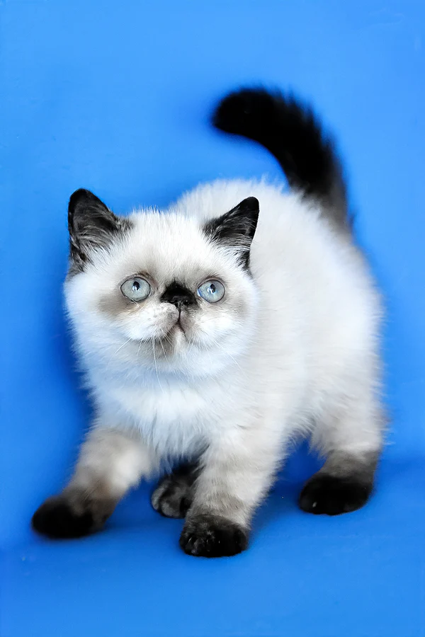 Cherie, Purebred Exotic Shorthair Female Kitten 1 cherie, purebred exotic shorthair female kitten