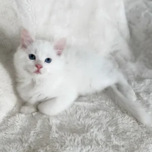 cloud, purebred maine coon male kitten