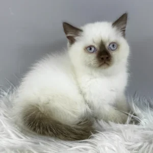 coco, purebred british shorthair female kitten