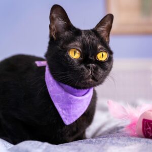 Cornelius, Purebred Bombay Male Kitten 3