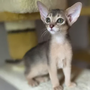 Dakar, purebred abyssinian male kitten