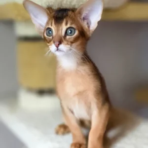 damian, purebred abyssinian male kitten