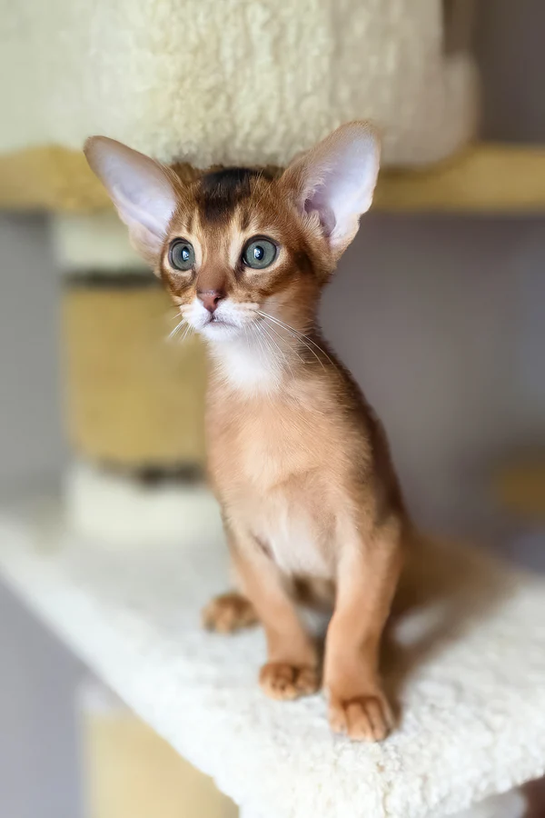 Damian, Purebred Abyssinian Male Kitten 1 damian, purebred abyssinian male kitten