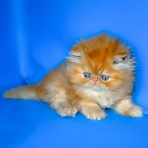 denny, purebred persian male kitten