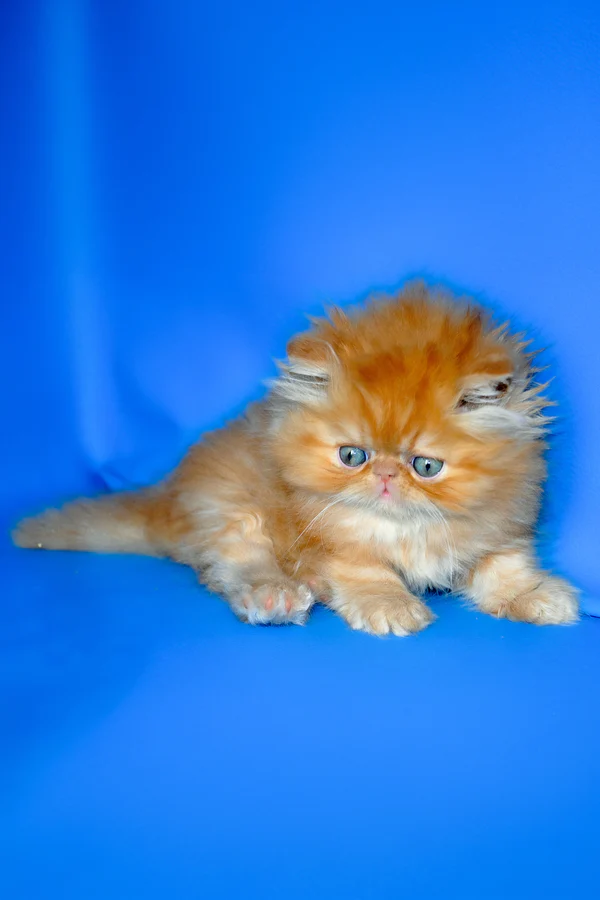 Denny, Purebred Persian Male Kitten 1 denny, purebred persian male kitten