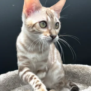dora, purebred bengal female kitten