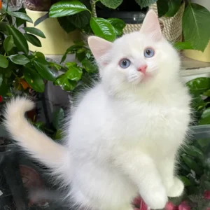 eggchan, purebred ragdoll male kitten