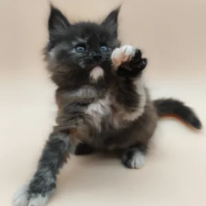 elaina, purebred british shorthair female kitten