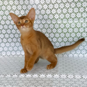 electra, purebred abyssinian female kitten