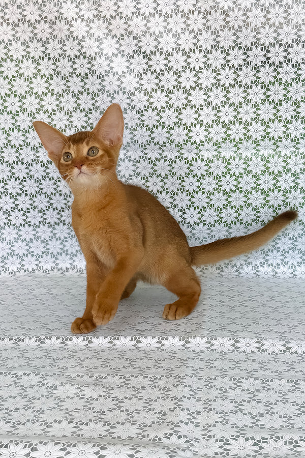 Electra, Purebred Abyssinian Female Kitten 1 electra, purebred abyssinian female kitten