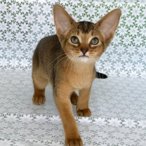 elka, purebred abyssinian female kitten
