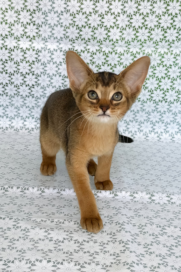 Elka, Purebred Abyssinian Female Kitten 1 elka, purebred abyssinian female kitten