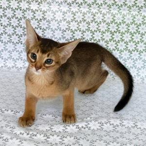 elsie, purebred abyssinian female kitten