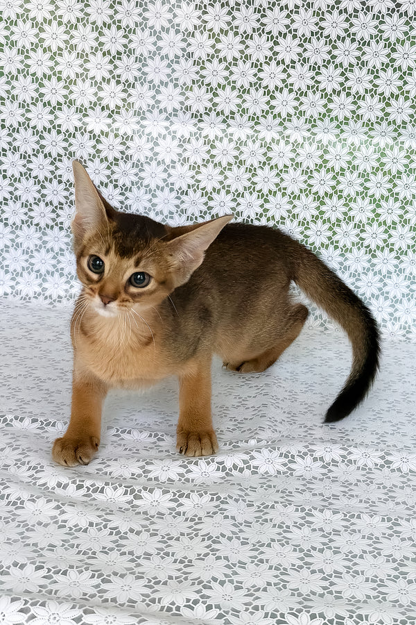 Elsie, Purebred Abyssinian Female Kitten 1 elsie, purebred abyssinian female kitten