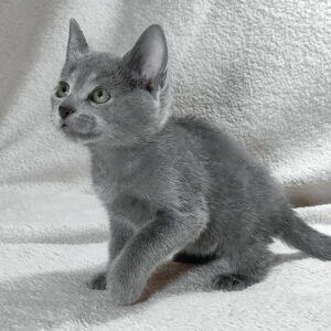 eva, purebred russian blue female kitten