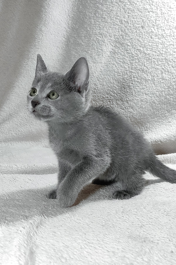 Eva, Purebred Russian Blue Female Kitten 1 eva, purebred russian blue female kitten