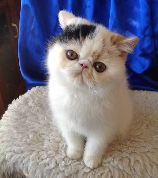 Exotic Shorthair Kitten Breeders