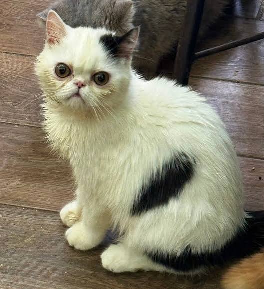 Exotic Shorthair Kitten Breeders