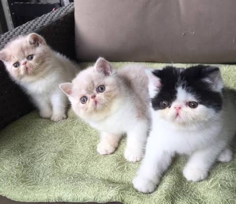 Exotic Shorthair Kitten Breeders