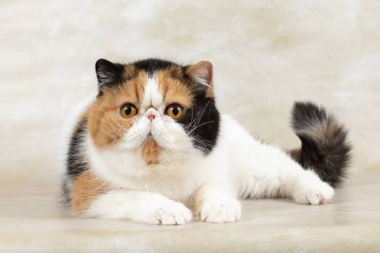 Exotic Shorthair Kitten Breeders