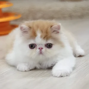faust, purebred persian male kitten