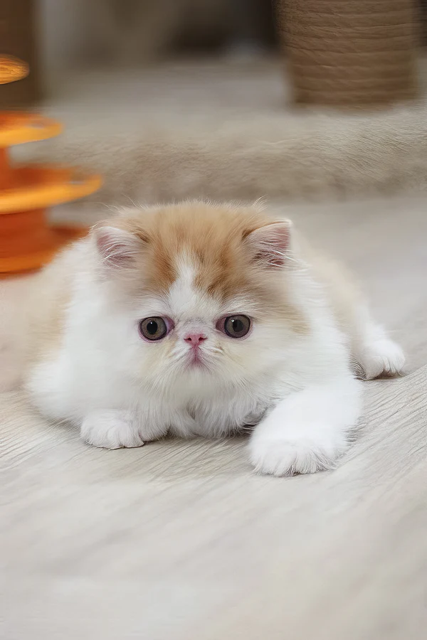 Faust, Purebred Persian Male Kitten 1 faust, purebred persian male kitten